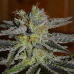 Double Black 5 u G13 Labs