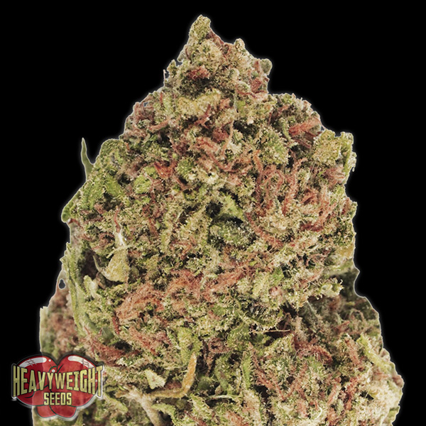 Dream-Machine-3-u-fem-Heavyweight-Seeds.jpg Dream Machine 3 donne Heavyweight Seeds - immagine 1