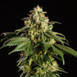 Dream Sherbet 1 femmina Kannabia Seeds