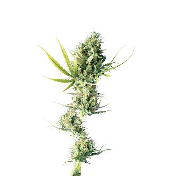 Durban-10-u-reg-Sensi-Seeds.jpg Durban 10 u reg. Sensi Seeds - immagine 1