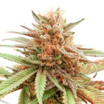 Durban Dew 3 piante femmine Dutch Passion