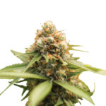 Durban Poison 10 u reg. Nirvana