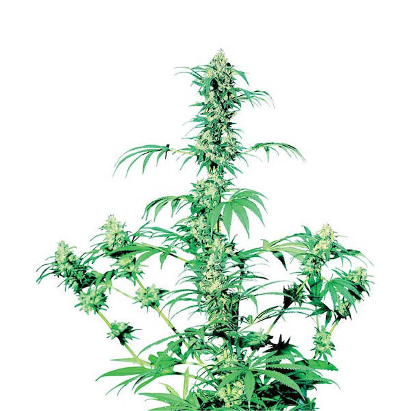 Early-Girl-10-u-reg-Sensi-Seeds.jpg Early Girl 10 u reg. Sensi Seeds - immagine 1