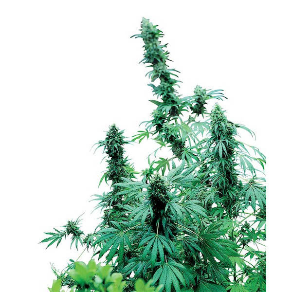 Early-Skunk-10-u-reg-Sensi-Seeds.jpg Early Skunk 10 u reg. Sensi Seeds - immagine 1