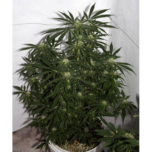 Early-Skunk-Haze-Early-Pearl-x-Haze-15-u-reg-Mr-Nice.jpg Early Skunk Haze (Early Pearl x Haze) 15 u reg. Mr. Nice - immagine 1