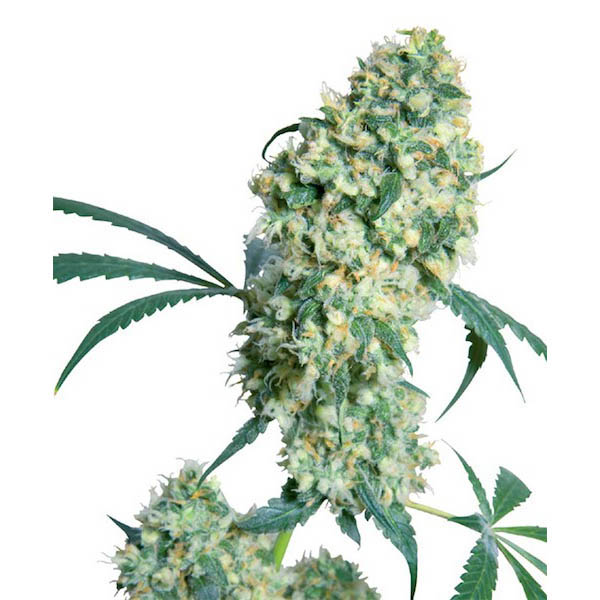 Ed-Rosenthal-Super-Bud-10-u-reg-Sensi-Seeds.jpg Ed Rosenthal Super Bud. 10 u reg. Sensi Seeds - immagine 1