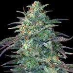 Eggnog 5 u G13 Labs