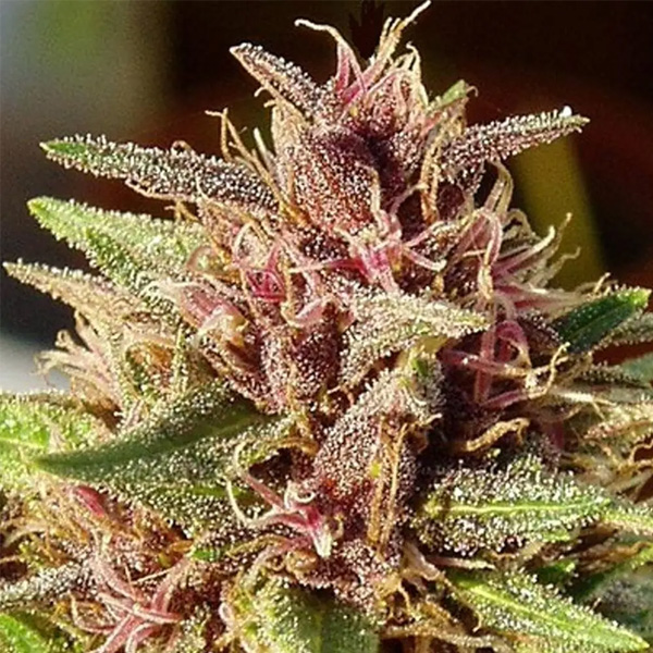 ErdPurt-5-u-Regular-Ace-Seeds.jpg ErdPurt 5 u Regolare Ace Seeds - immagine 1