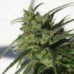 Etiopia 5 punti. Discreto Ace Seeds