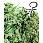 Mix femminile fem. White Label