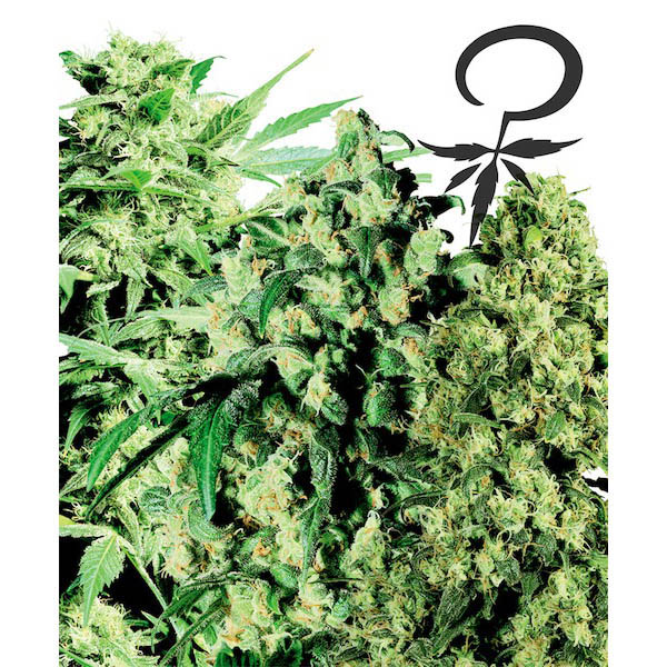Female-Mix-10-u-fem-White-Label.jpg Mix femminile fem. White Label - immagine 1