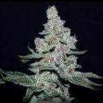 Fire'n Ice , femmina Elev8 Seeds