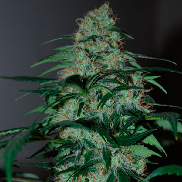 Five-o-3-u-fem-Black-Skull-Seeds.jpg Five-o (femminili) Black Skull Seeds - immagine 1