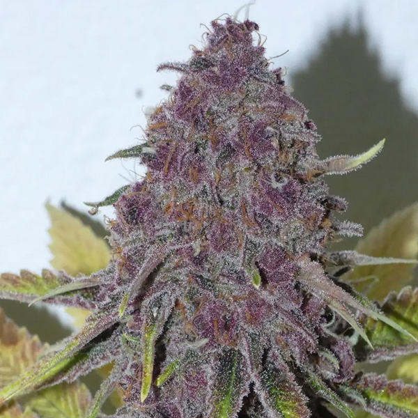 Forbidden-Boof-31-Bask-Triangle-Farms.jpg Forbidden Boof Bask Triangle Farms - immagine 1