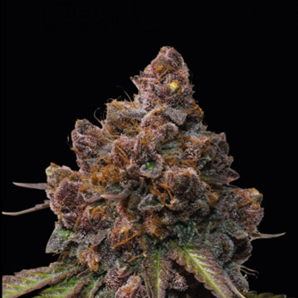 Forbidden-Mochi-fem-1-u-Seedstockers-Superior.jpg Forbidden Mochi fem. Seedstockers Superior - immagine 1