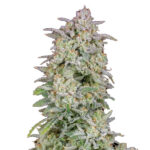 Forbidden Runtz Auto 1 p. fem. FastBuds Seeds