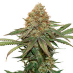 Fruit Cake fem. Seedstockers