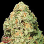 Fruit Punch 3 donne Heavyweight Seeds