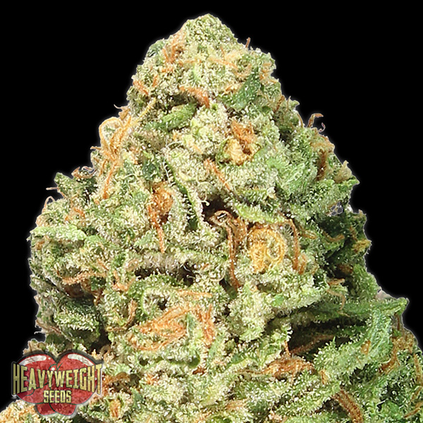 Fruit-Punch-3-u-fem-Heavyweight-Seeds.jpg Fruit Punch 3 donne Heavyweight Seeds - immagine 1