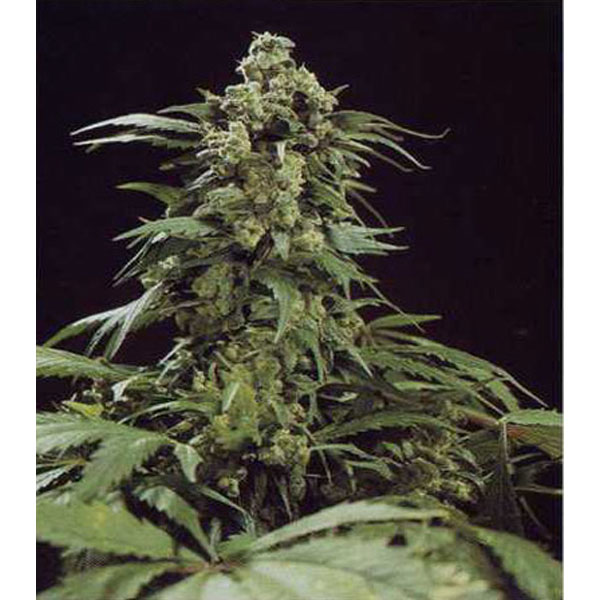 G13-x-Widow-15-u-reg-Mr-Nice.jpg G13 x Widow 15 u reg. Mr. Nice - immagine 1