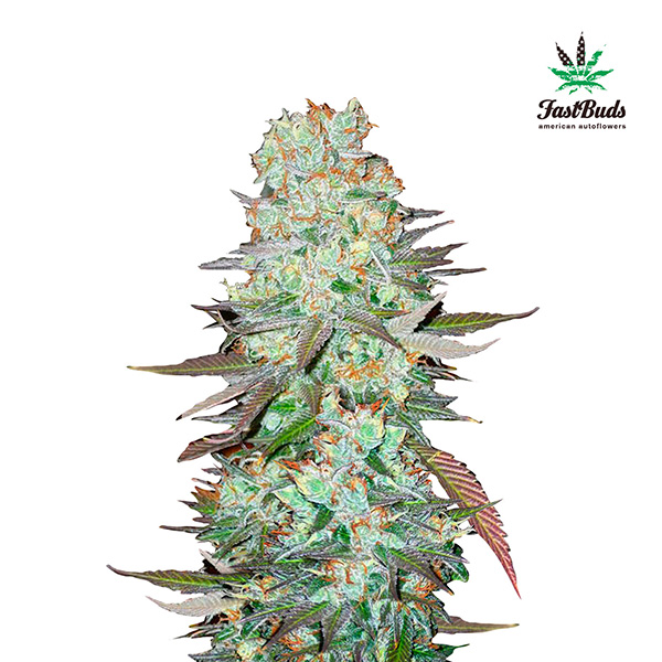 G14-Auto-1-u-fem-FastBuds-Seeds.jpg G14 Auto femmina FastBuds Seeds - immagine 1
