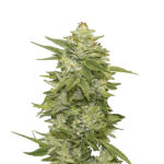 GG-48 - fem. Nirvana