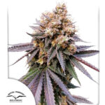 GMO Fast femmina Dutch Passion