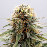 GSC 1 femmina Kannabia Seeds