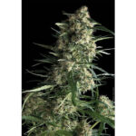 Galaxy in confezione blister da fem. Pyramid Seeds