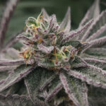 Gary Burger fem Elev8 Seeds