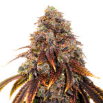 Gelato 41 fem. Seedstockers