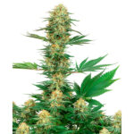 Gelato n. 420 1 donna White Label