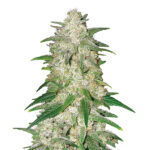 Gelato 5 donne Nirvana