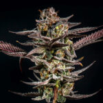 Gelato Kiss fem Elev8 Seeds