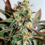 Girl Scout Cookies 1 femmina Garden of Green Seeds