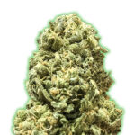 Girl Scout Cookies 3 donne Monster Genetics