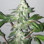 Girl Scout Cookies 6 donne The Cali Connection