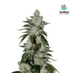 Girl Scout Cookies Auto femmina FastBuds Seeds