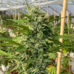Goji Biker 6 donne Karma Genetics