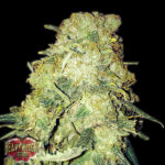 Gold Mine 3 donne Heavyweight Seeds