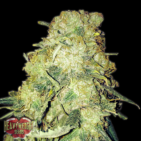 Gold-Mine-3-u-fem-Heavyweight-Seeds.jpg Gold Mine 3 donne Heavyweight Seeds - immagine 1