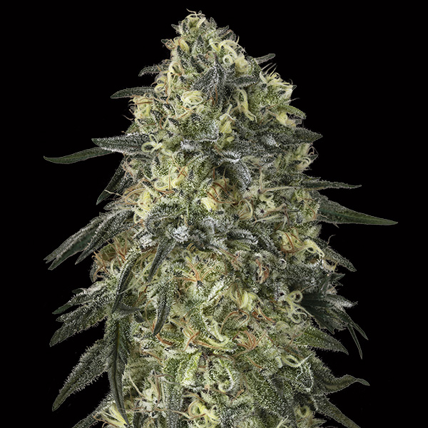 Gorilla-3-u-fem-00-Seeds.jpg Gorilla femminili 00 Seeds - immagine 1