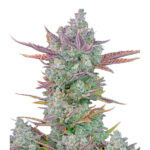 Gorilla Cookies Auto femmina FastBuds Seeds