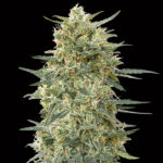 Gorilla Fast fem. 00 Seeds