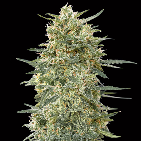 Gorilla-Fast-3-u-fem-00-Seeds.jpg Gorilla Fast fem. 00 Seeds - immagine 1