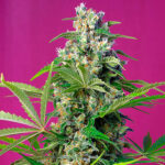 Gorilla Ragazza fem. All'ingrosso Professionisti Sweet Seeds