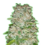 Gorilla Glue 3 donne Monster Genetics