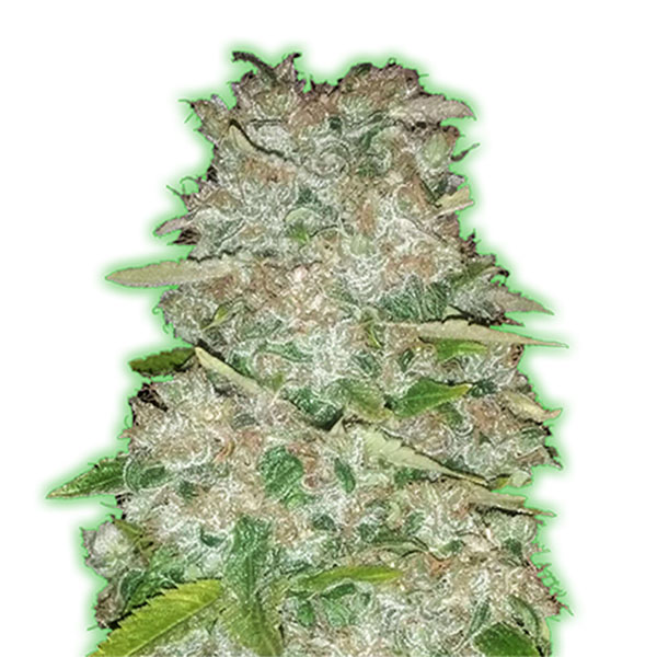 Gorilla-Glue-3-u-fem-Monster-Genetics.jpg Gorilla Glue 3 donne Monster Genetics - immagine 1