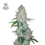 Gorilla Glue Auto femmina FastBuds Seeds