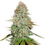 Gorilla Glue fem. Seedstockers